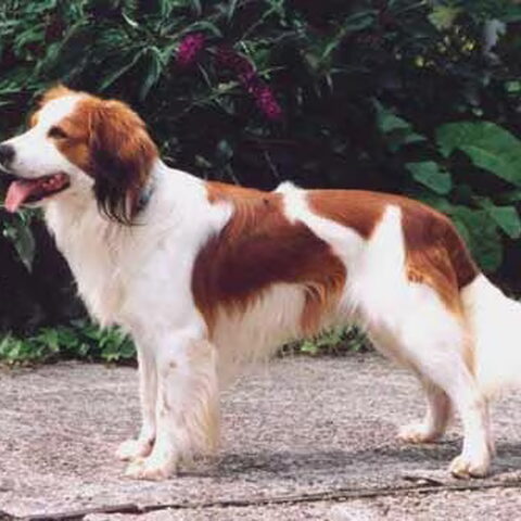 Kooikerhondje