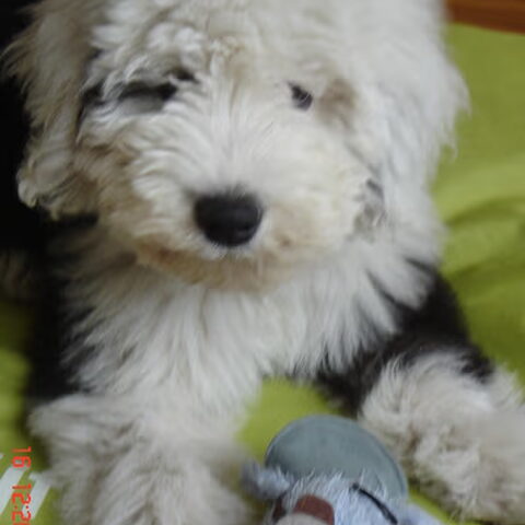 Old English Sheepdog
