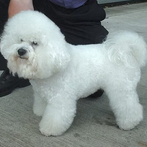 Bichon Frise