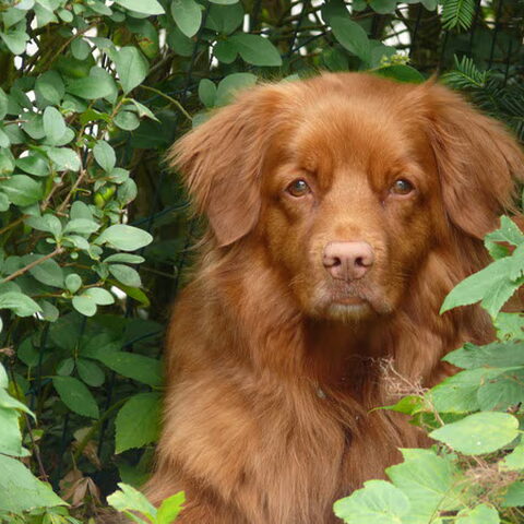 Nova Scotia Duck Tolling Retriever