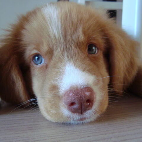Nova Scotia Duck Tolling Retriever