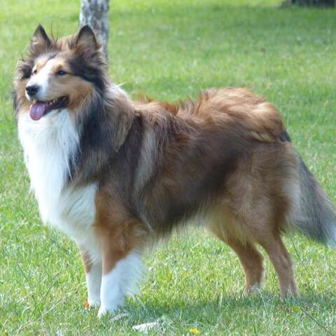 Sheltie