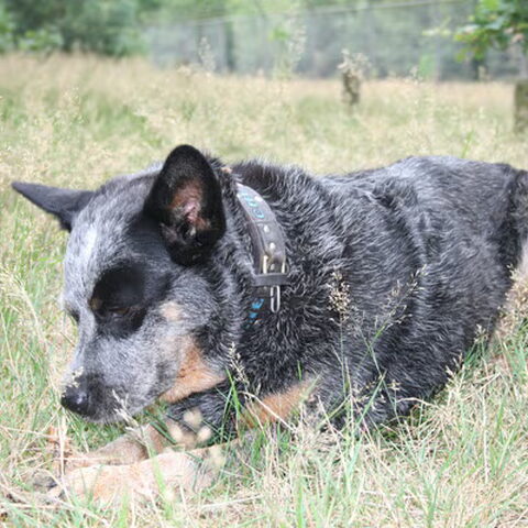 Australian Cattle Dog