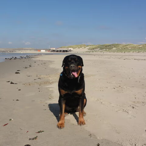 Rottweiler