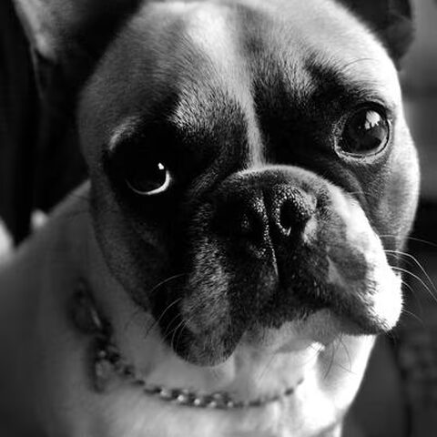Franse Bulldog