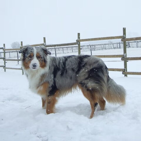 Australian Shepherd