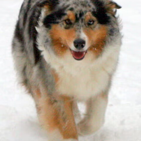 Australian Shepherd