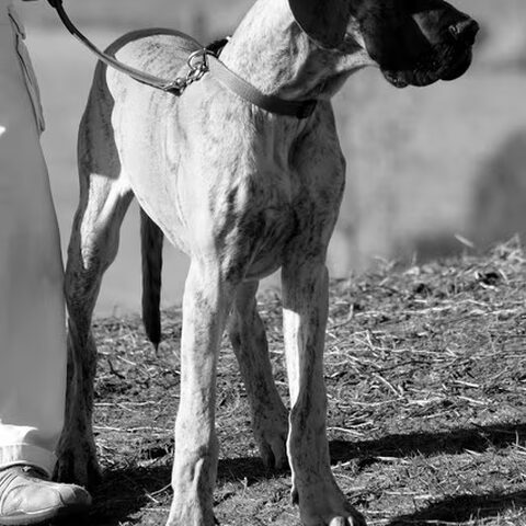 Duitse Dog