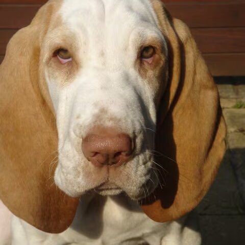 Bracco Italiano