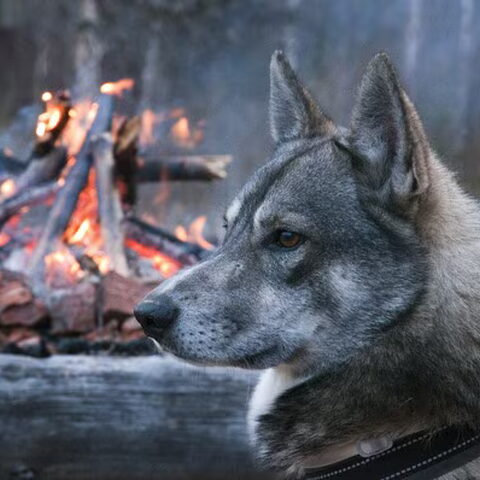 Laika, West Siberische