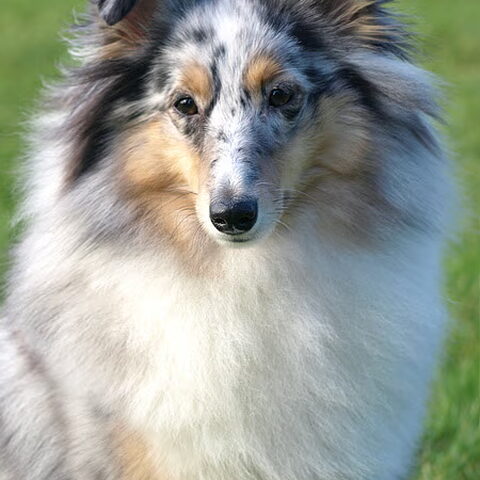 Sheltie