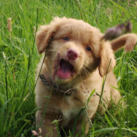 Nova Scotia Duck Tolling Retriever