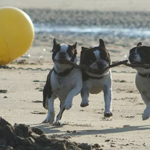 Boston Terrier
