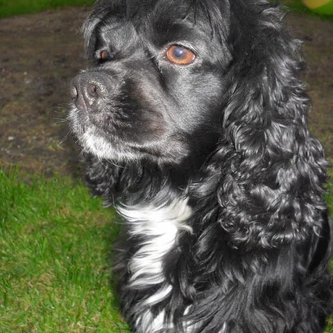 Amerikaanse Cockerspaniel