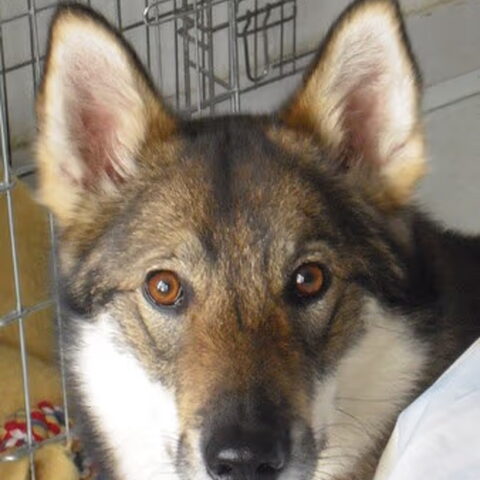 Laika, West Siberische