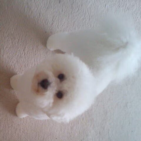 Bichon Frise