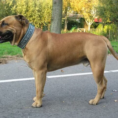 Ca de Bou