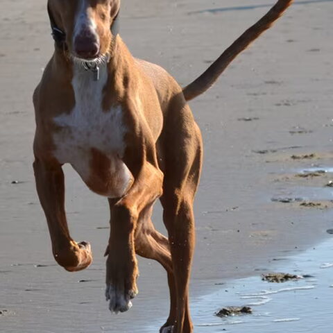 Podenco Ibicenco