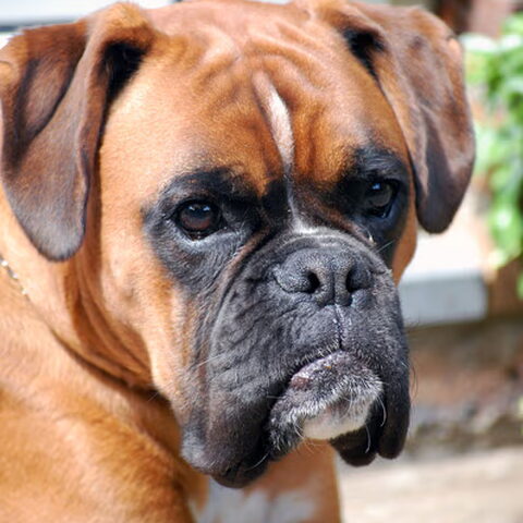 Boxer