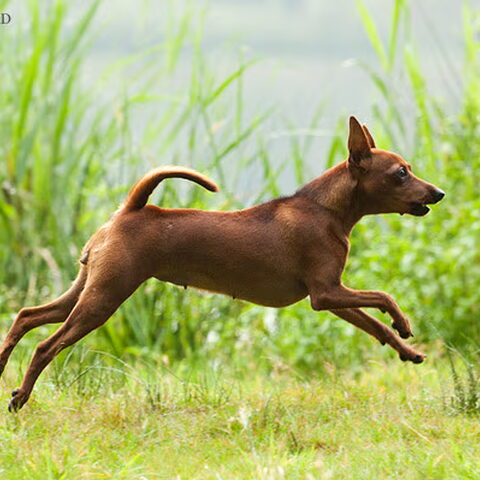 Dwergpinscher