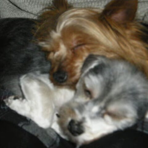 Yorkshire Terrier