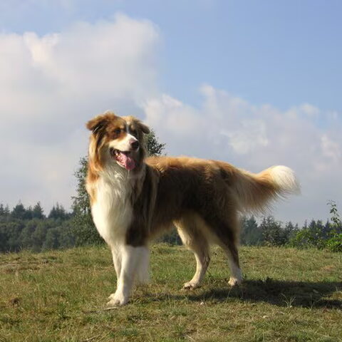 Australian Shepherd