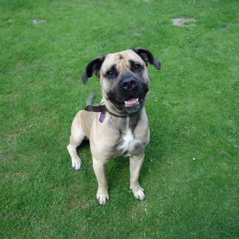 Cane Corso