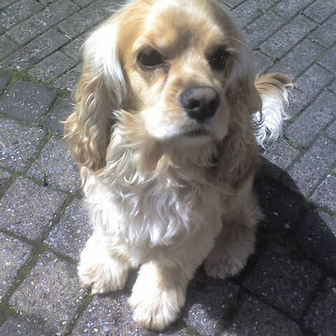 Amerikaanse Cockerspaniel