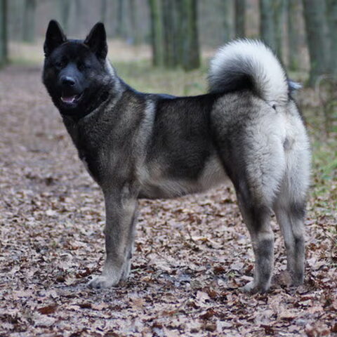 American Akita