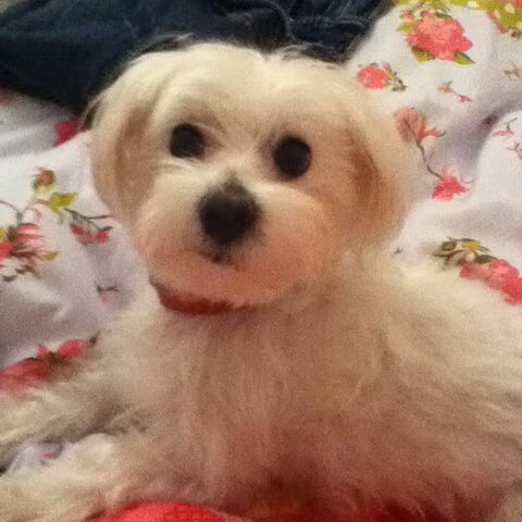 Maltezer