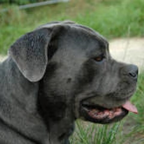 Cane Corso