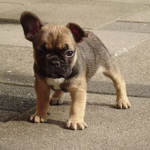 Franse Bulldog