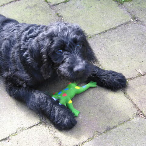 Labradoodle