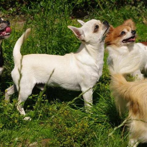 Chihuahua, korthaar