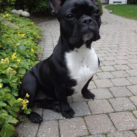 Franse Bulldog