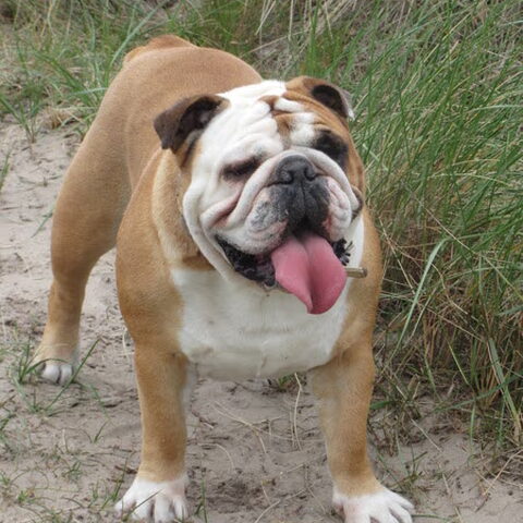 Engelse Bulldog