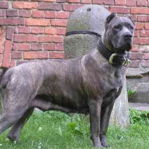 Cane Corso