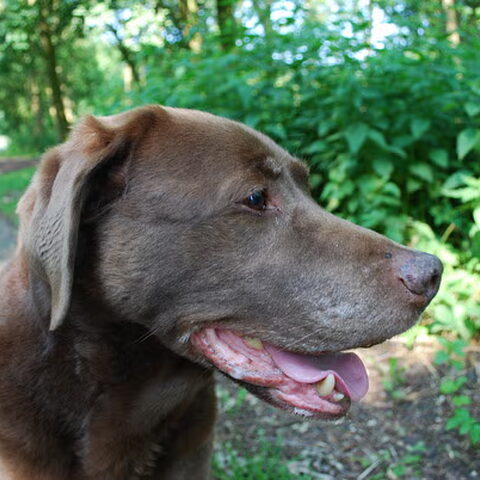 Labrador Retriever