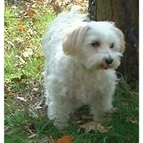 Maltezer