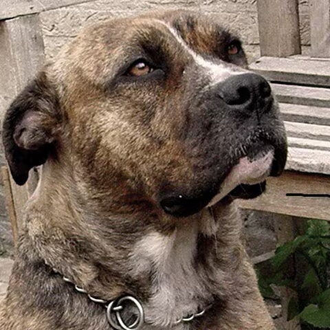 Perro Dogo Mallorquín