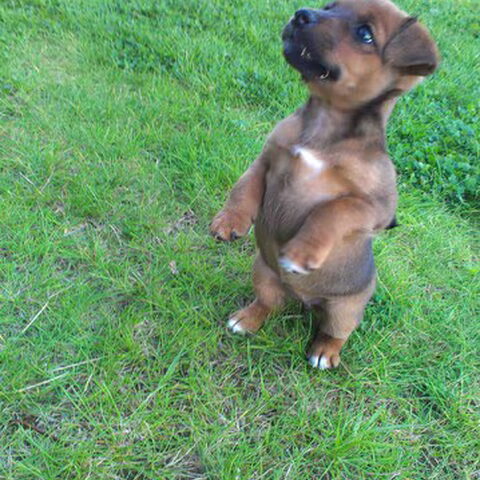 Jack Russell Terrier