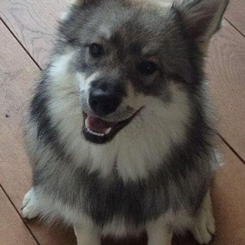 Grote Keeshond, wolfsgrijs