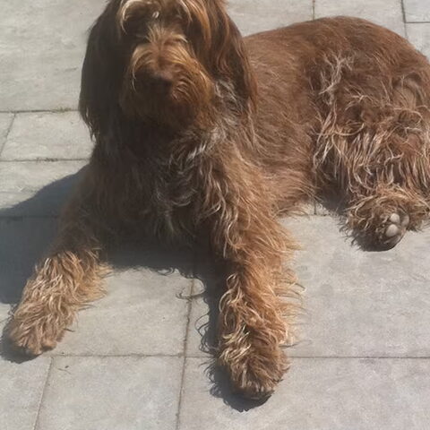 Spinone Italiano