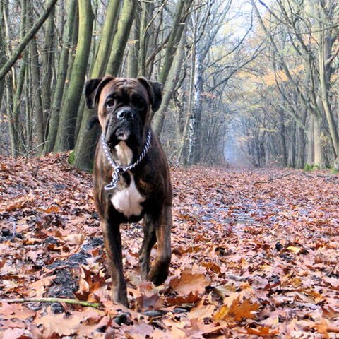 Boxer