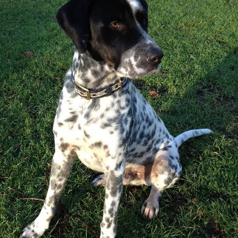 Pointer