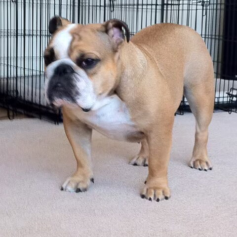 Engelse Bulldog