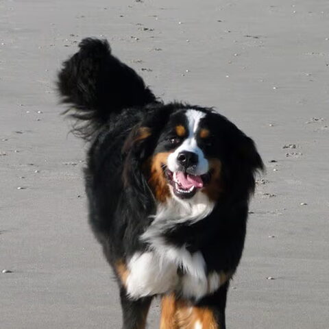 Berner Sennenhond