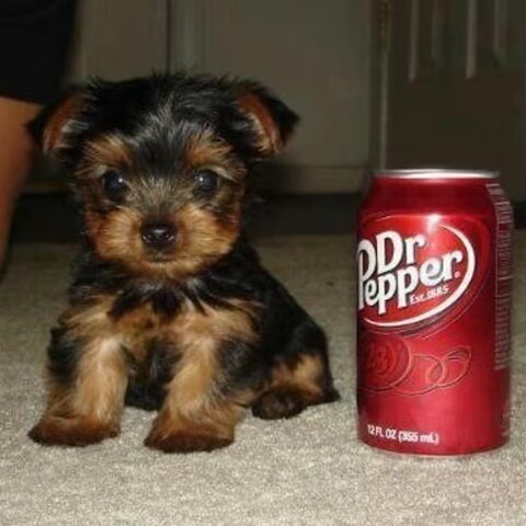 Yorkshire Terrier