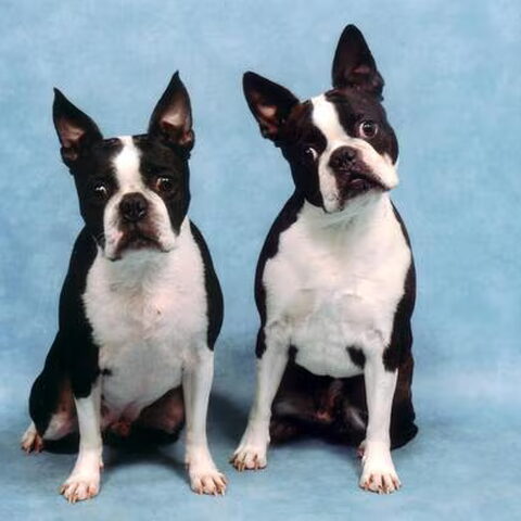 Boston Terrier