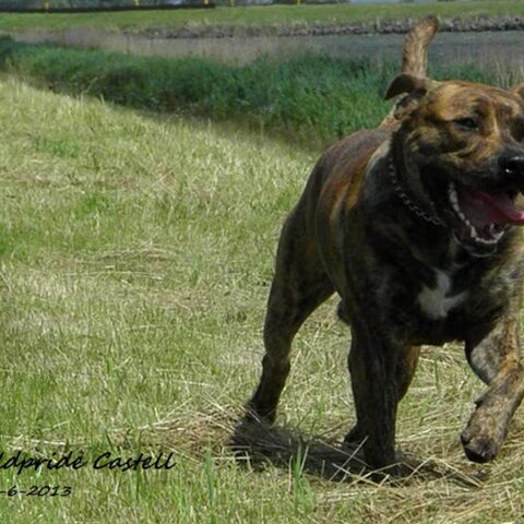 Perro Dogo Mallorquín